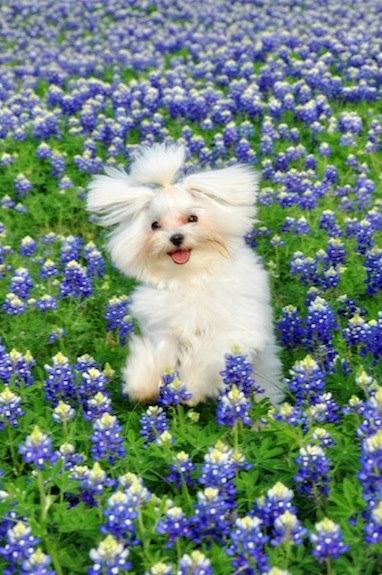 Happy Puppy Spring Flowers