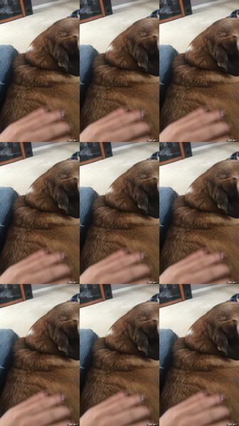 [Image: 108085761_Pctin1yb03l3.jpg]