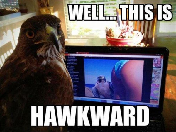 [Image: 62019723_this-is-awkward-bikini-butt-hawk.jpg]
